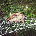 chicken predator identification