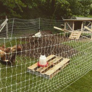 Chicken Tractor Preparing our Winter Garden