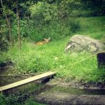 Deer Proof Garden